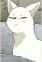 Shishi