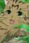 Stray Cat