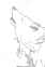 Gin Ookami