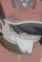 Arashi