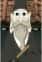 Shinpan